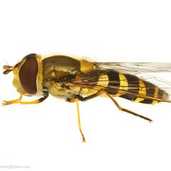 MYN Hoverfly - Syrphus sp 